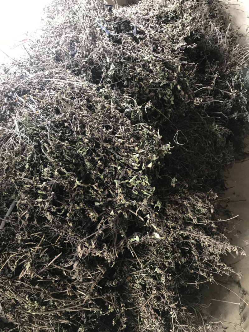 猫须草新货猫须公中药材肾茶产地直销猫须草化石支持一件发