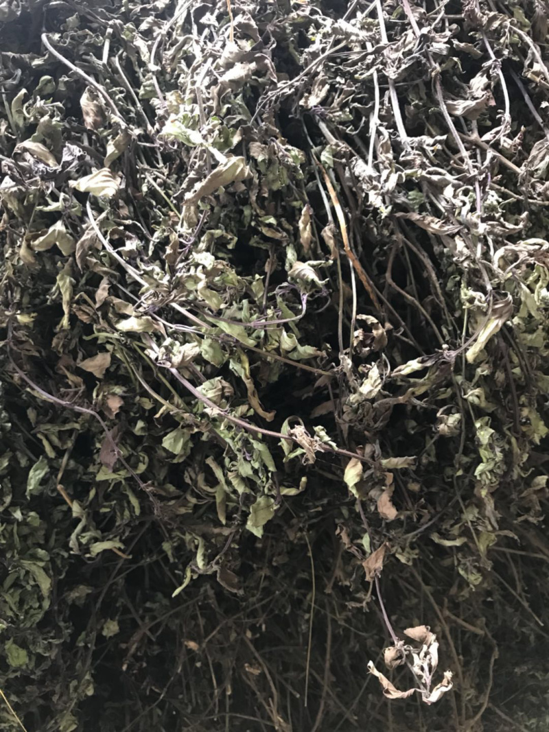 猫须草新货猫须公中药材肾茶产地直销猫须草化石支持一件发