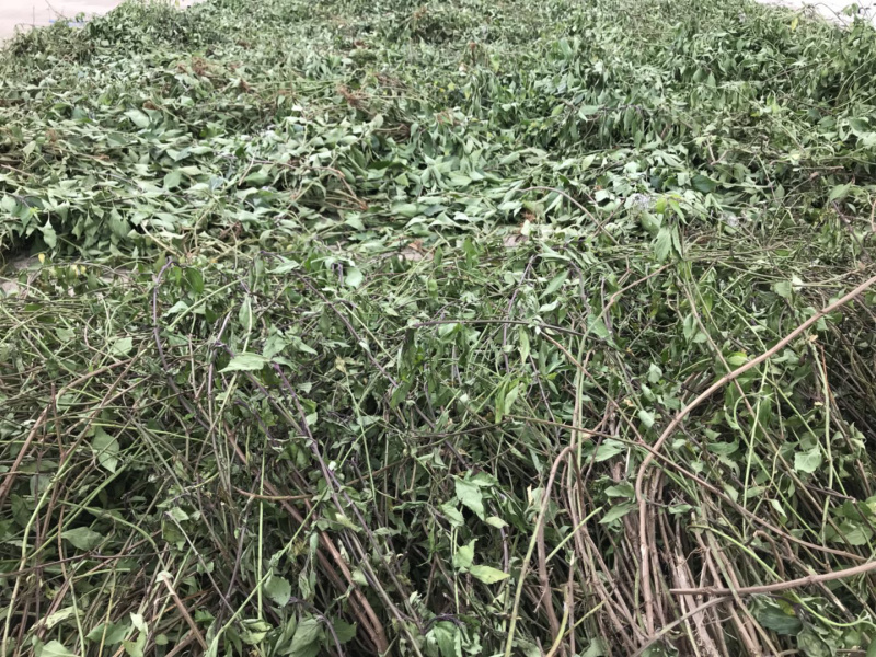 猫须草新货猫须公中药材肾茶产地直销猫须草化石支持一件发