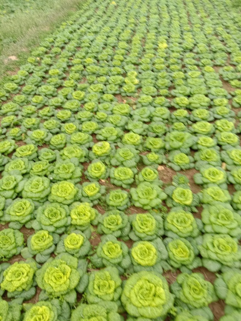 矮棵窄杆乌塌菜，黄心乌