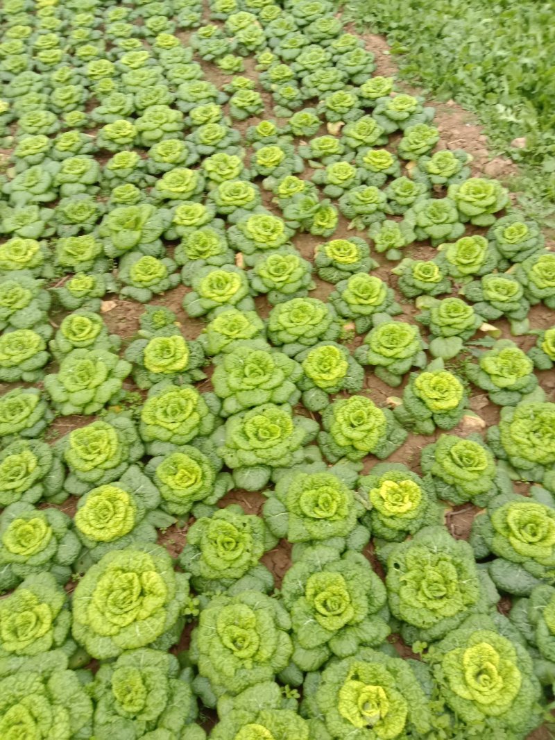 矮棵窄杆乌塌菜，黄心乌