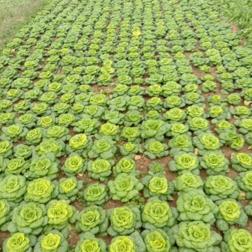 矮棵窄杆乌塌菜，黄心乌