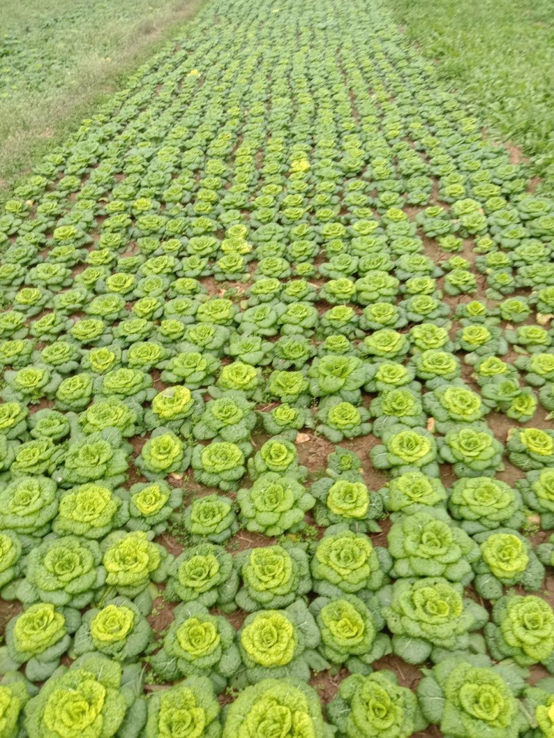 矮棵窄杆乌塌菜，黄心乌