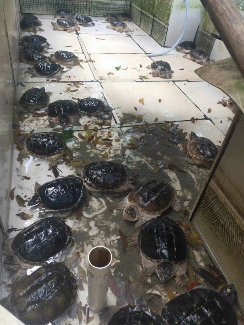 成熟鳄龟可留种可食用