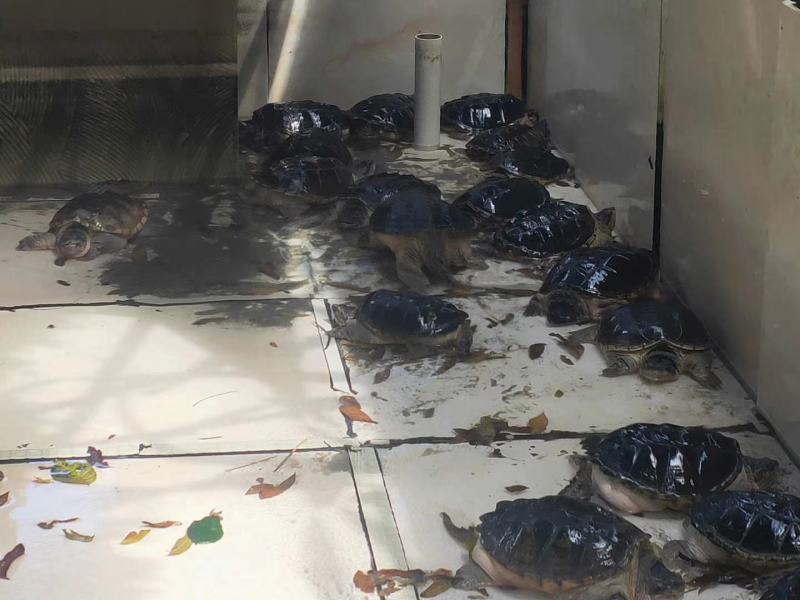 成熟鳄龟可留种可食用