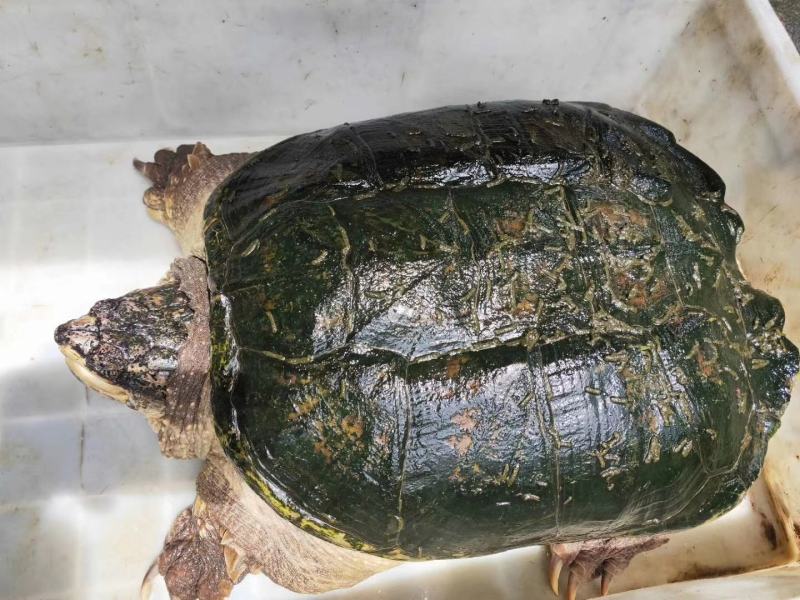 成熟鳄龟可留种可食用