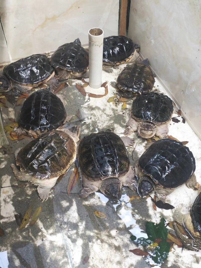 成熟鳄龟可留种可食用