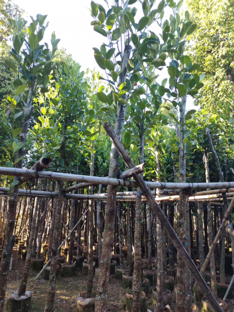5-6菠萝蜜树苗供应