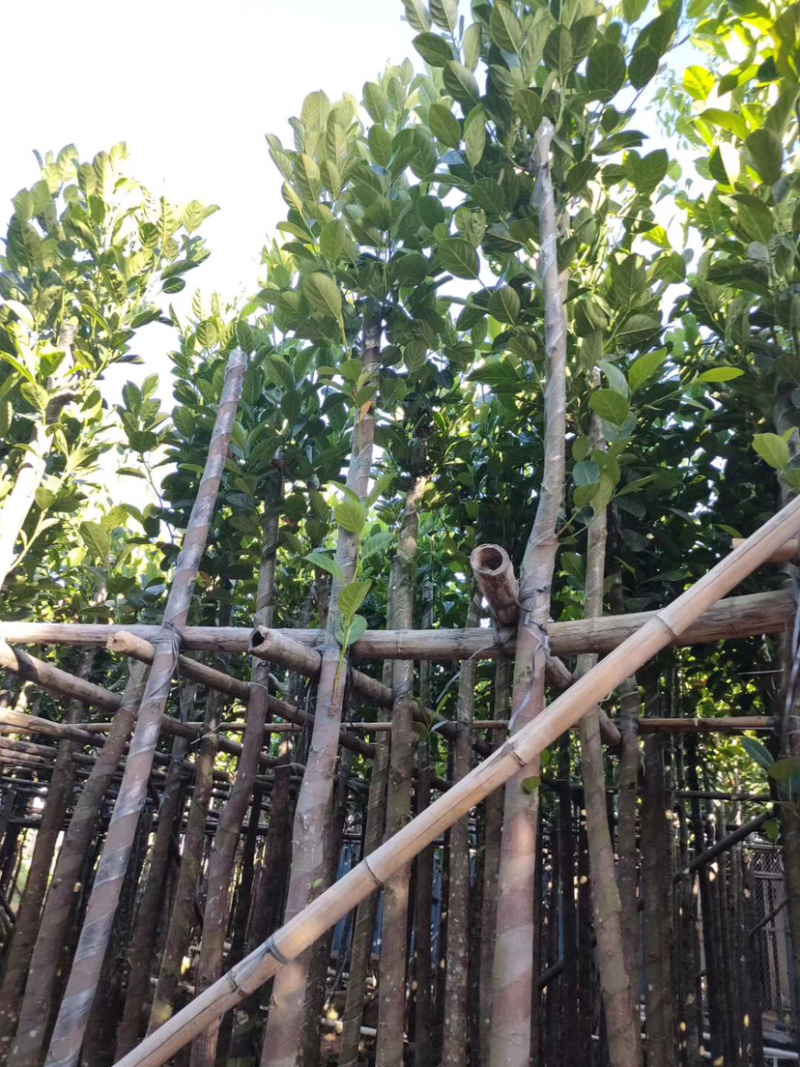 5-6菠萝蜜树苗供应