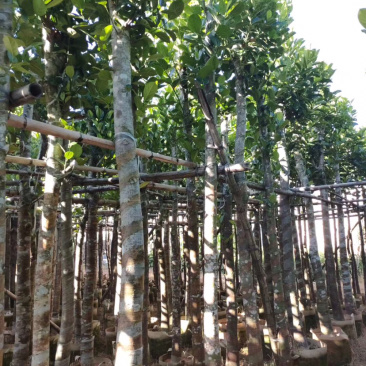 5-6菠萝蜜树苗供应