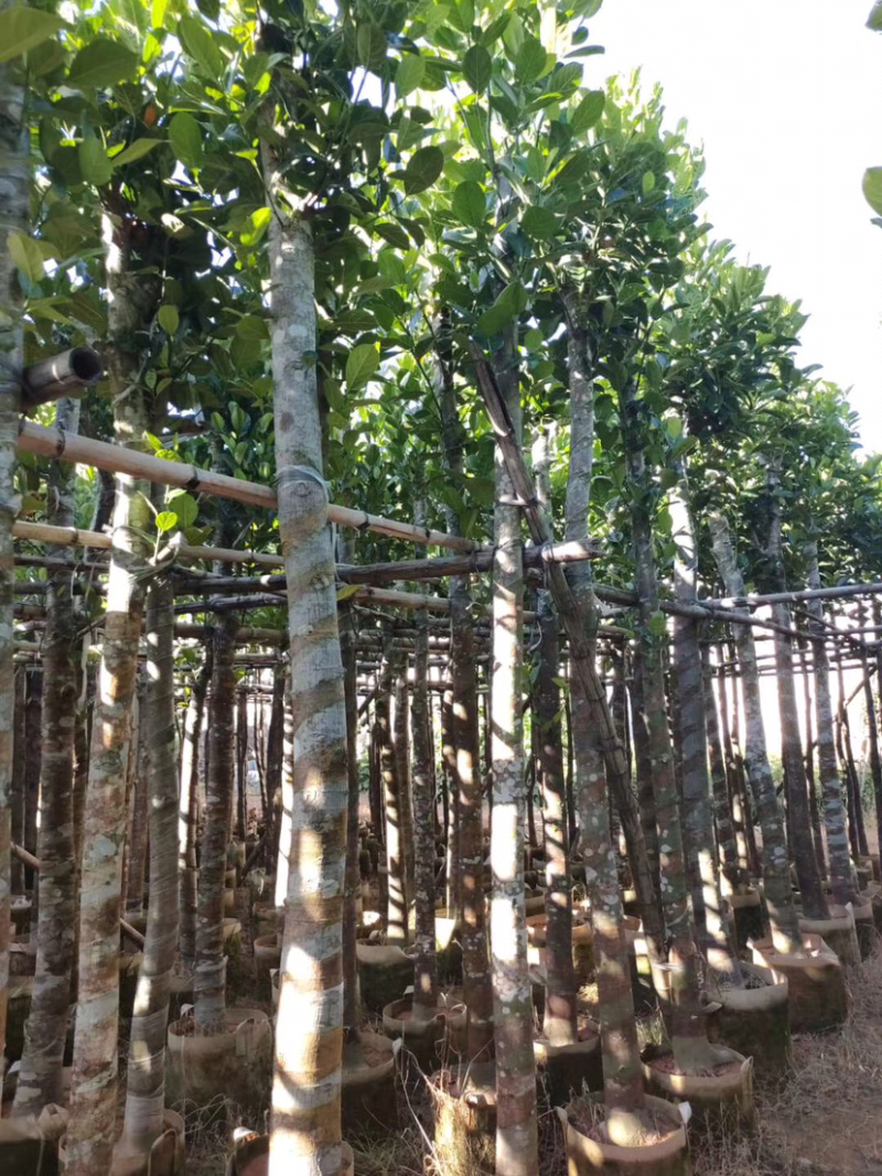5-6菠萝蜜树苗供应