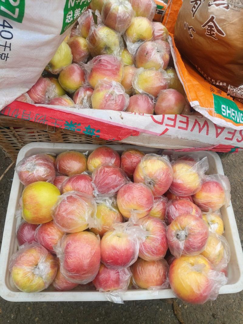 山东潍坊红富士苹果现已上市，每天大量供应