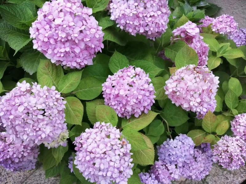 绣球八鲜花小苗基地直销