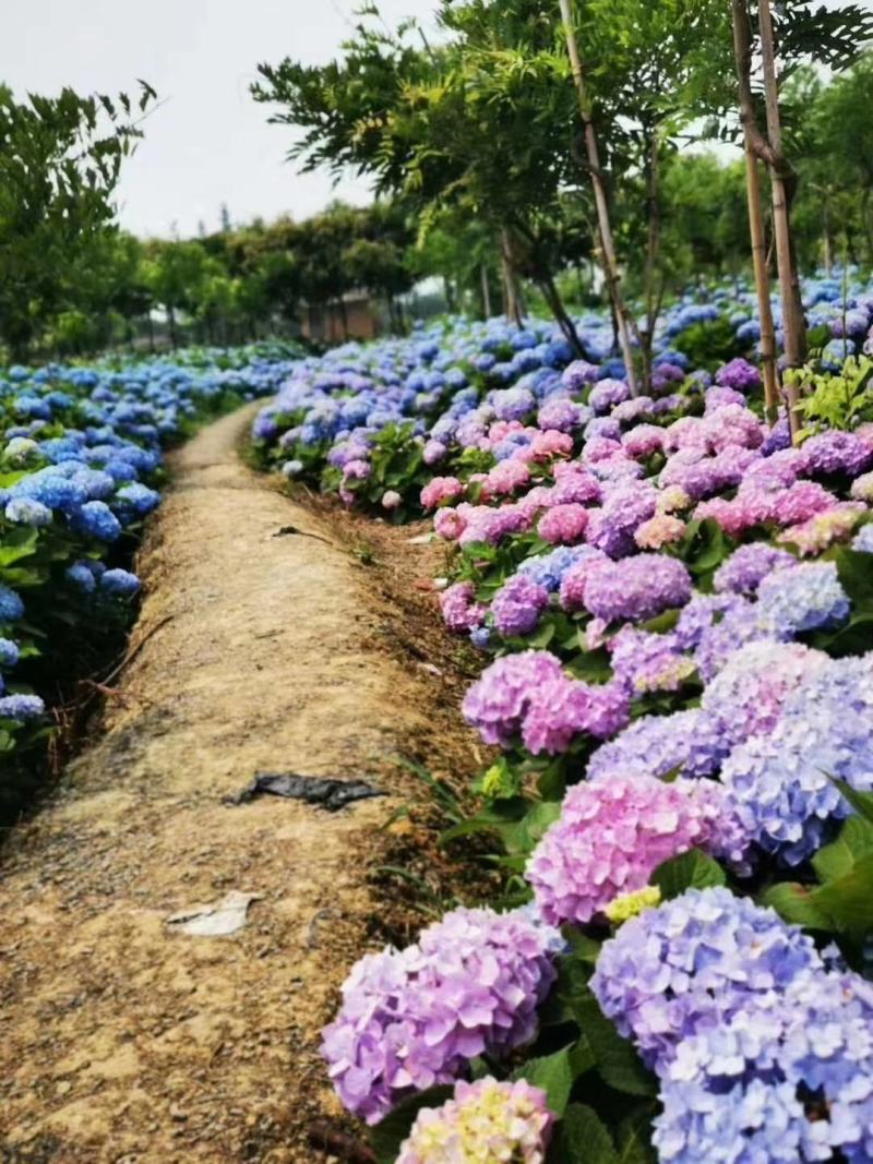 绣球八鲜花小苗基地直销