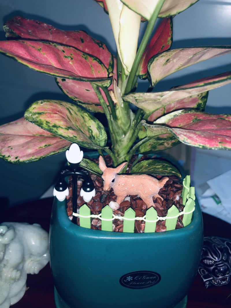 吉利红，鹿🦌发，特级小盆景，好好先生园艺供应