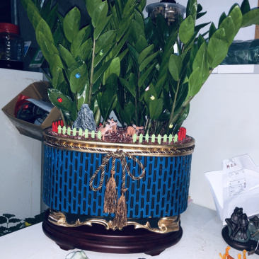 盆景金钱树688，特级，好好先生园艺供应