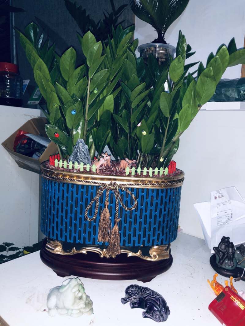 盆景金钱树688，特级，好好先生园艺供应
