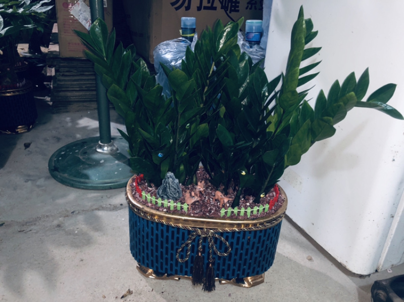 盆景金钱树688，特级，好好先生园艺供应