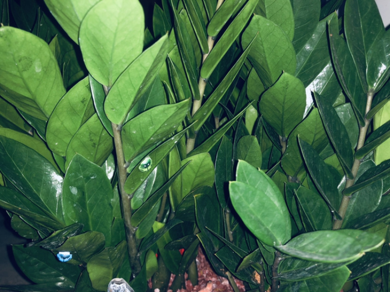 盆景金钱树688，特级，好好先生园艺供应