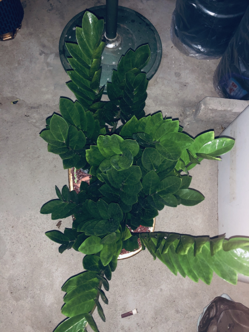盆景金钱树688，特级，好好先生园艺供应