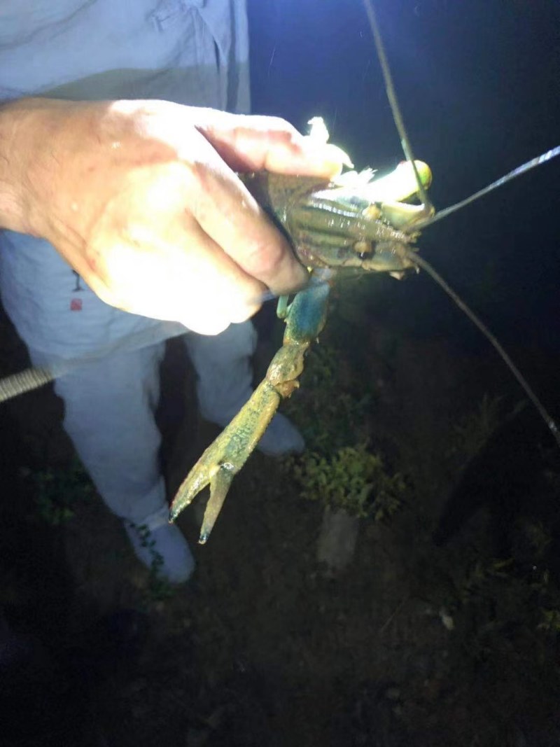 十万山瑶族乡淡水龙虾