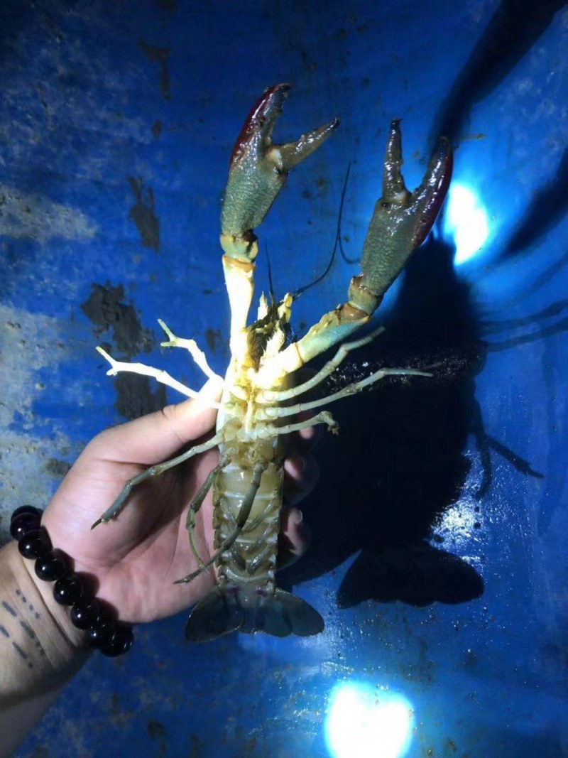 十万山瑶族乡淡水龙虾