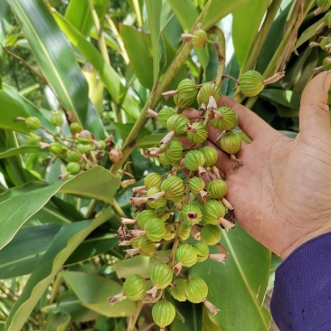 贵州土特产香砂，砂仁炒菜包汤食品之内味道很不错