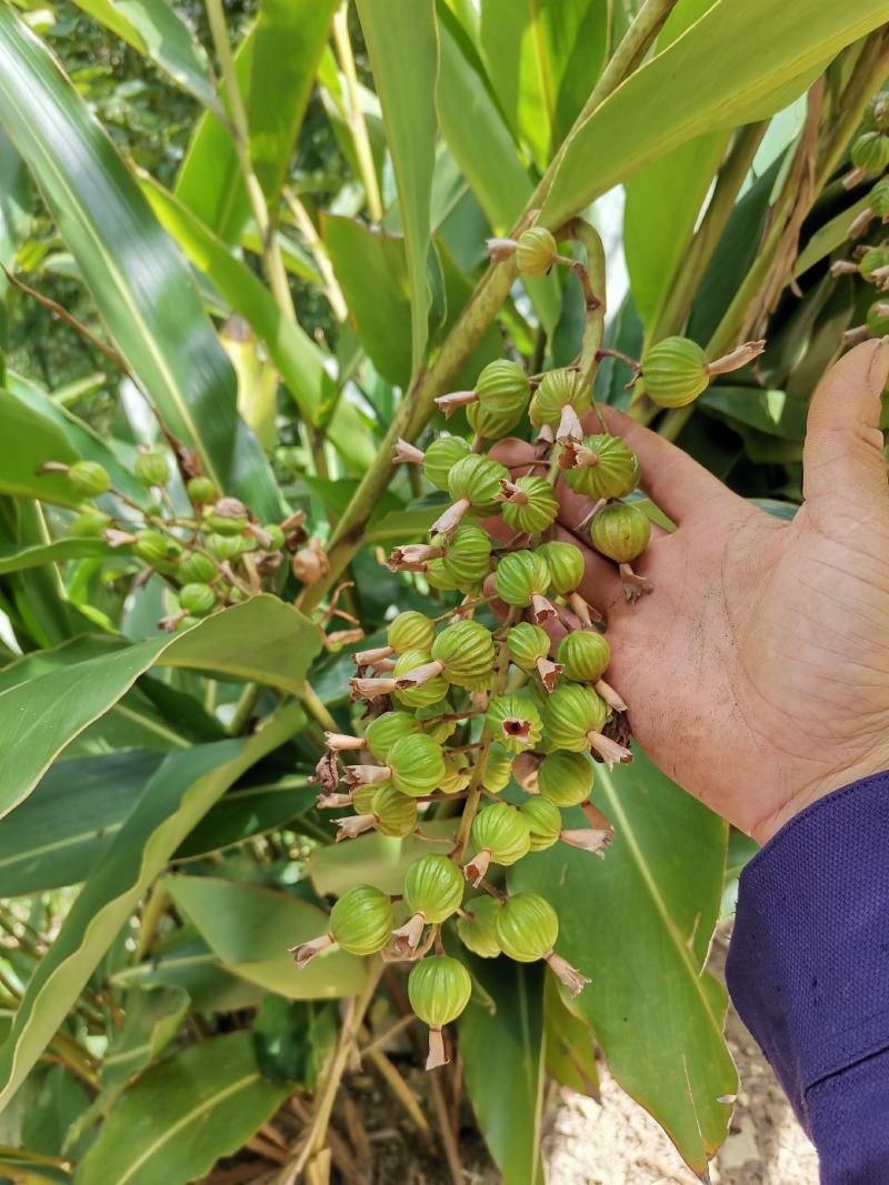 贵州土特产香砂，砂仁炒菜包汤食品之内味道很不错