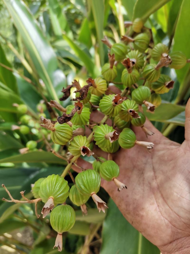 贵州土特产香砂，砂仁炒菜包汤食品之内味道很不错