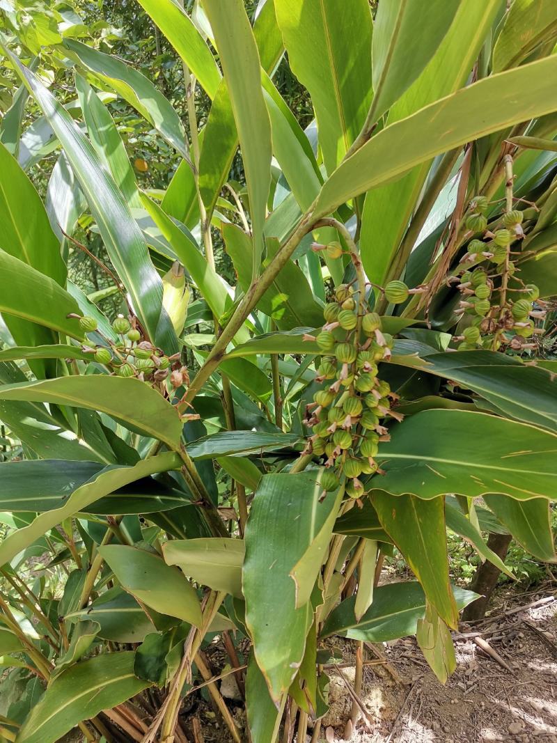 贵州土特产香砂，砂仁炒菜包汤食品之内味道很不错