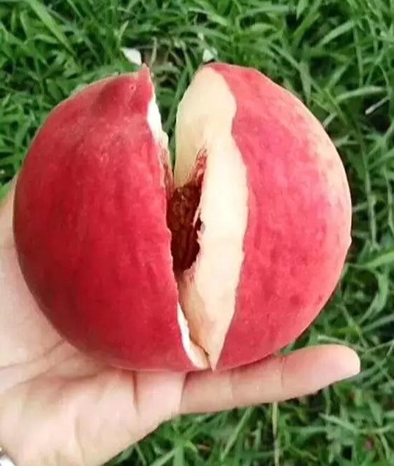 甜桃之乡十四号现已成熟