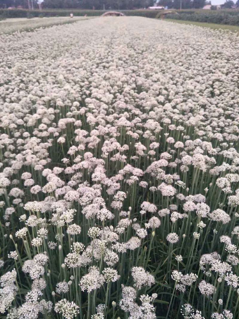 大批量供应优质韭菜花