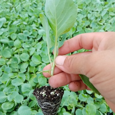 越冬甘兰苗，现在可以下单，保证成活率，一手货源，价格便宜