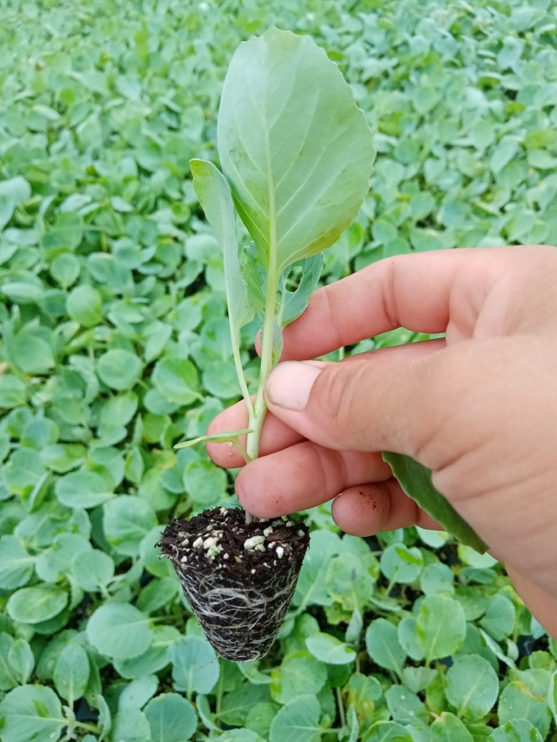 越冬甘兰苗，现在可以下单，保证成活率，一手货源，价格便宜