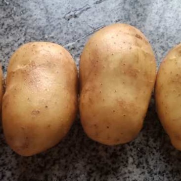 【精品土豆】大量上市中产地直供量大从优欢迎咨询