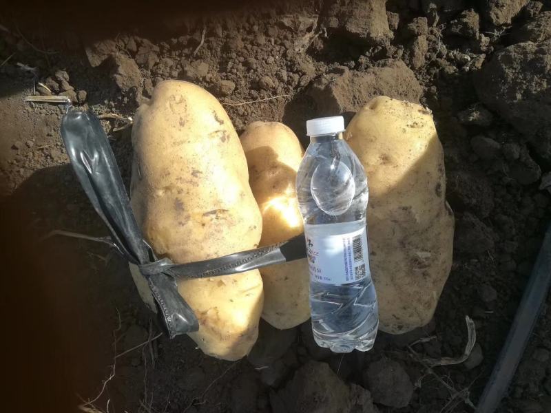 【精品土豆】大量上市中产地直供量大从优欢迎咨询