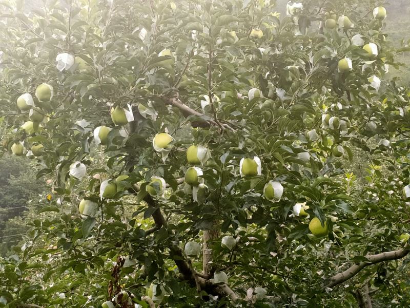 【苹果】汉源青苹果脆甜可口产地直供大量上市