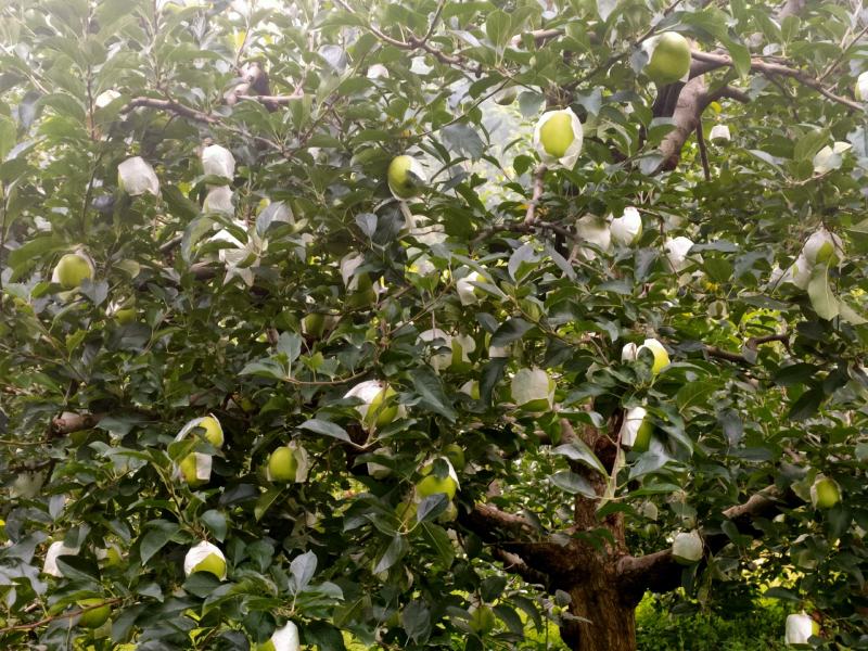 【苹果】汉源青苹果脆甜可口产地直供大量上市