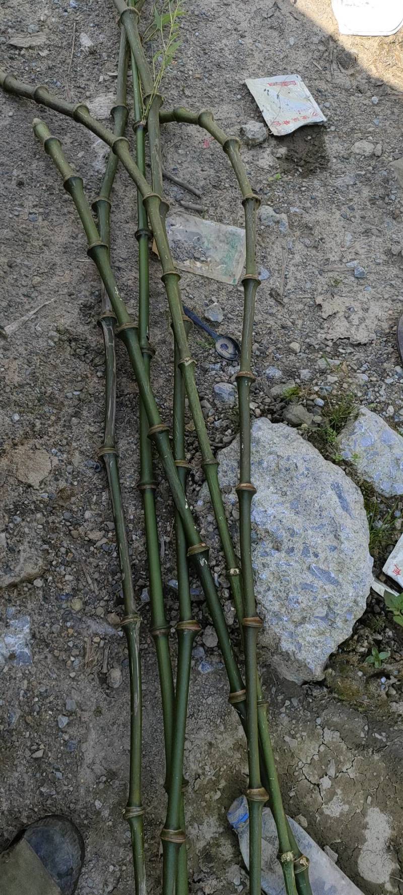 罗汉竹筇竹苗竹杆出售