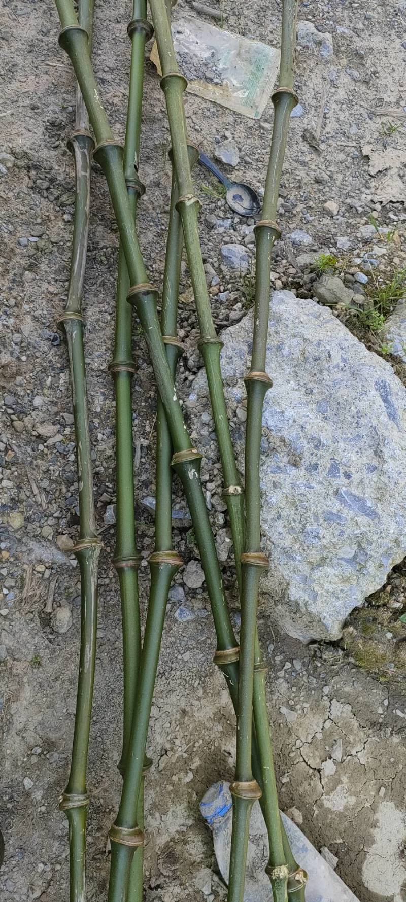罗汉竹筇竹苗竹杆出售