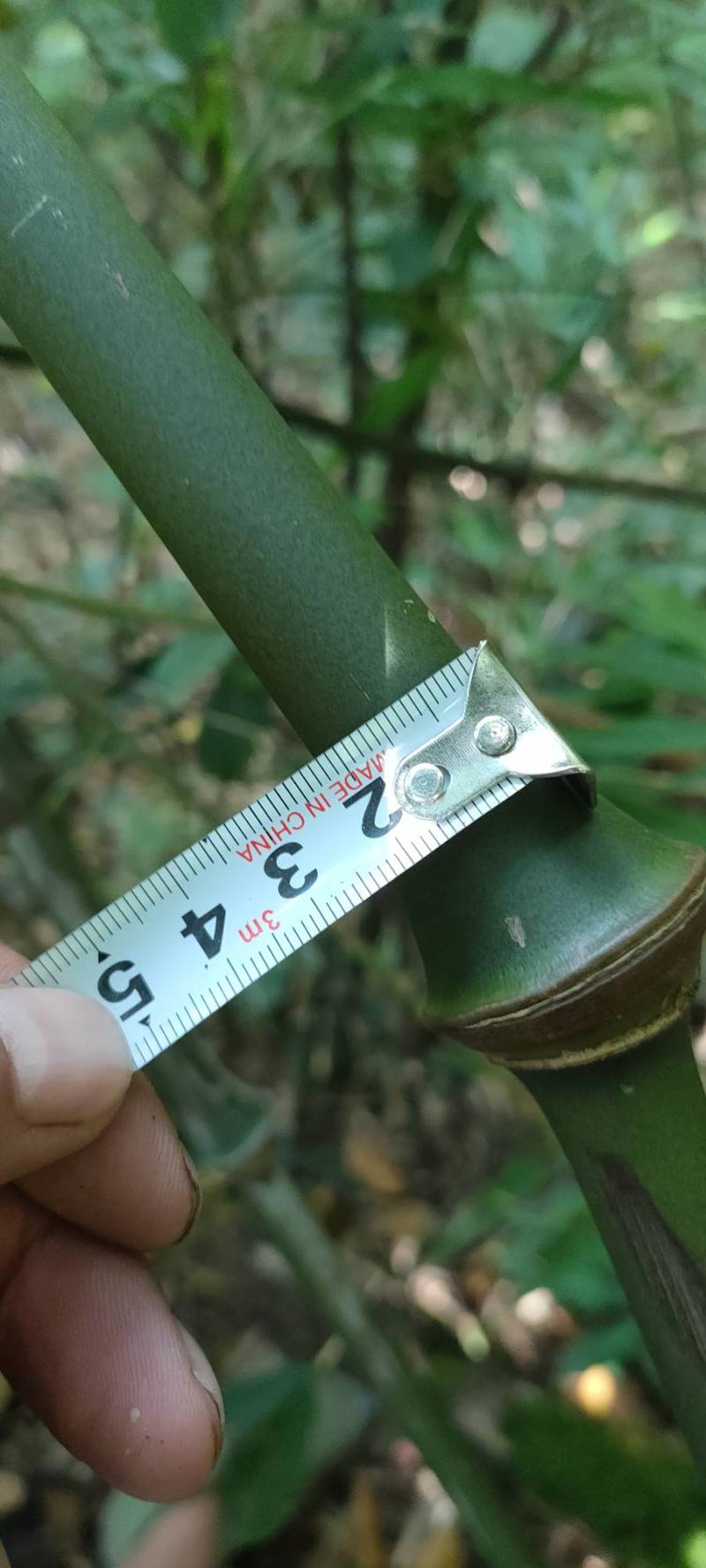 罗汉竹筇竹苗竹杆出售