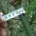 罗汉竹筇竹苗竹杆出售