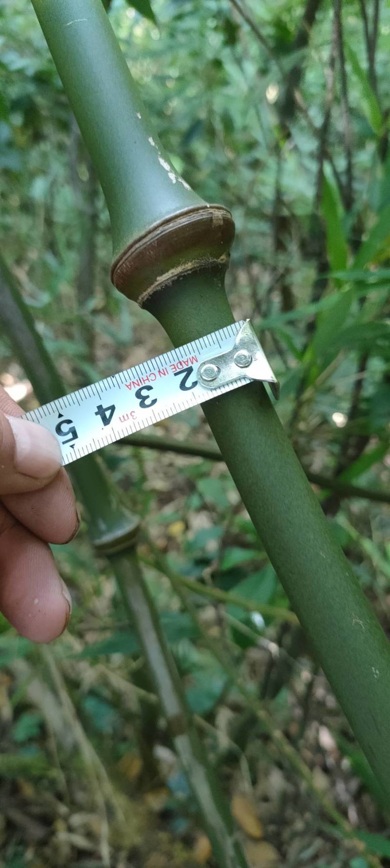 罗汉竹筇竹苗竹杆出售