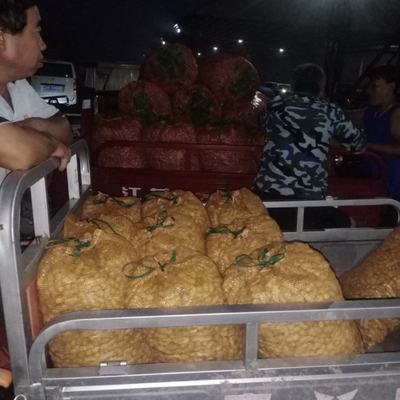 花生河北鲜花生万亩花生基地品质保证欢迎咨询
