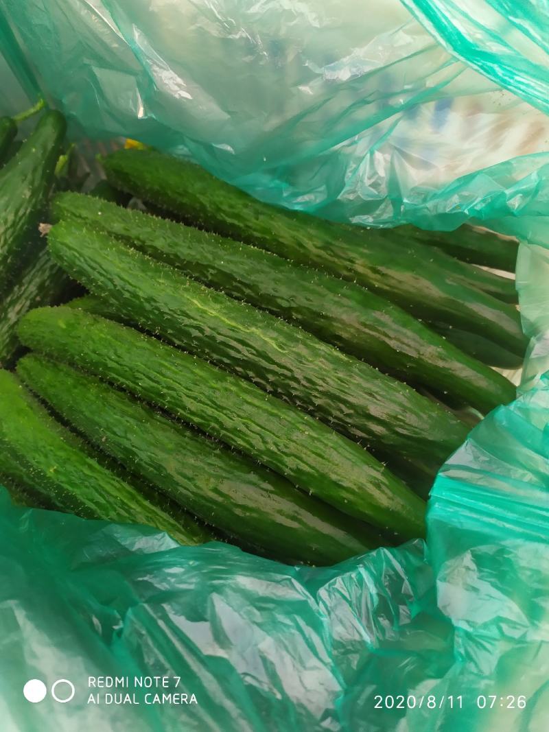 【热销】鲜花密刺黄瓜大量上市中基地直供量大条直