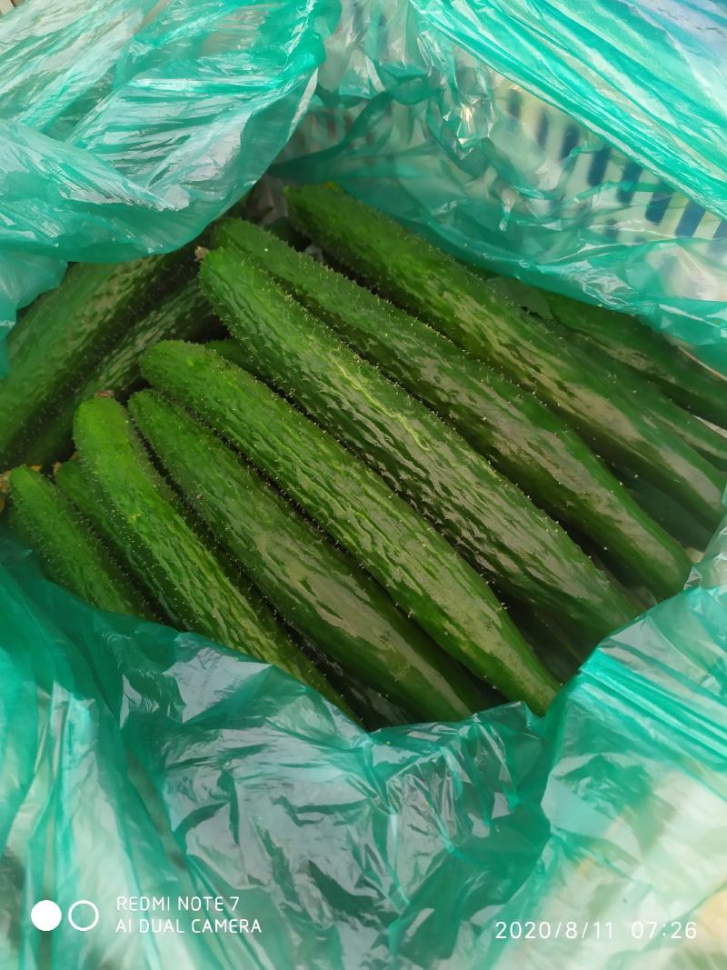 【热销】鲜花密刺黄瓜大量上市中基地直供量大条直