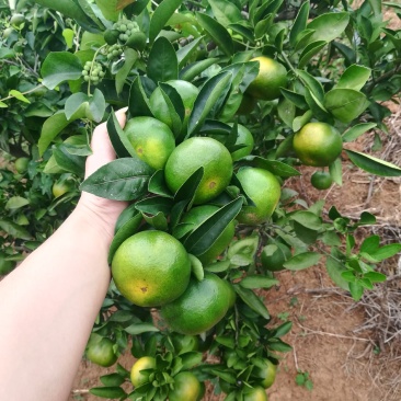 特早蜜桔蜜桔线上线下多渠道发货电商走量大量接单