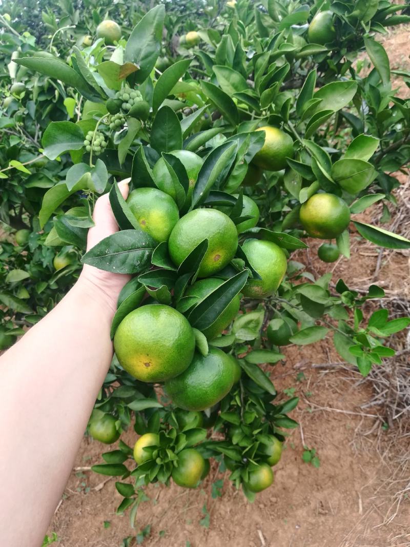 特早蜜桔蜜桔线上线下多渠道发货电商走量大量接单