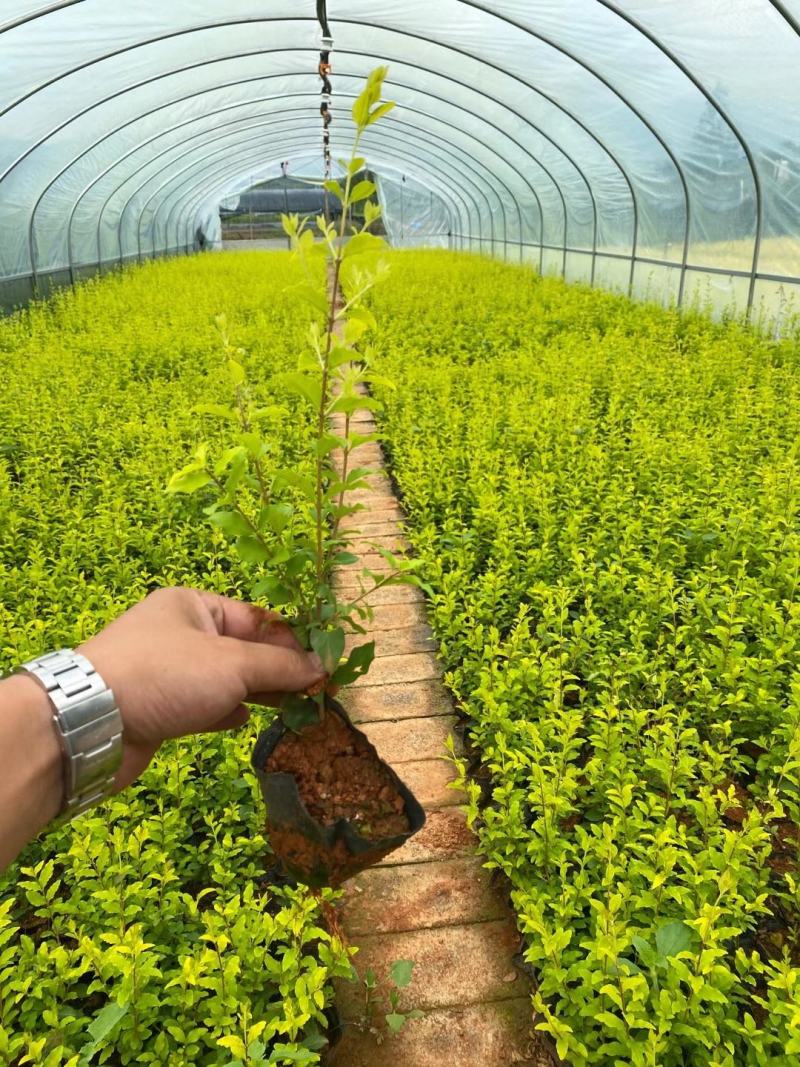 金冠女贞杯苗金冠女贞种植销售金冠女贞10杯