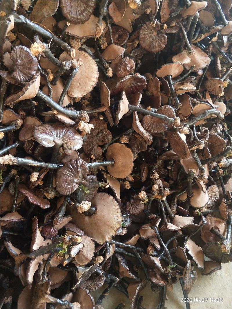 紫灵芝广西原生态林下紫灵芝